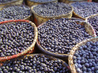 Acai Berries