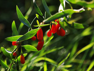 Goji Berries